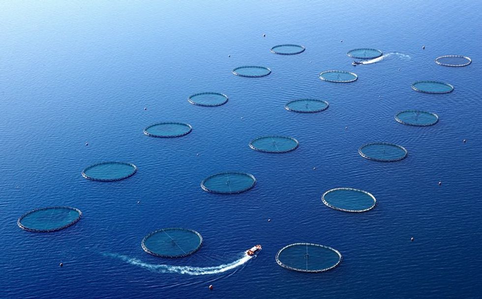 Aerial photograph of the Kiliç fish farms in Turkish waters.