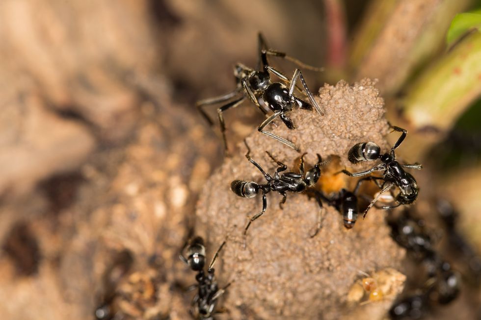 Ants attacking a termite nest.