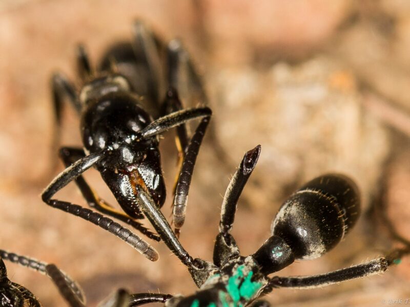 Doctor Ants: Here's What We Can Learn From Ant Colonies About Medicine And Healthcare
