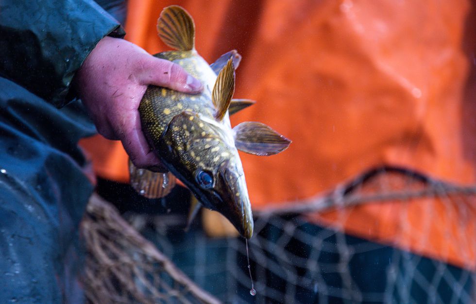 ​A freshly caught pike is taken out of the hauling net on Lake Neuschlagsdorf, Mecklenburg-Western Pomerania, Alt Schlagsdorf, Nov. 19, 2022.