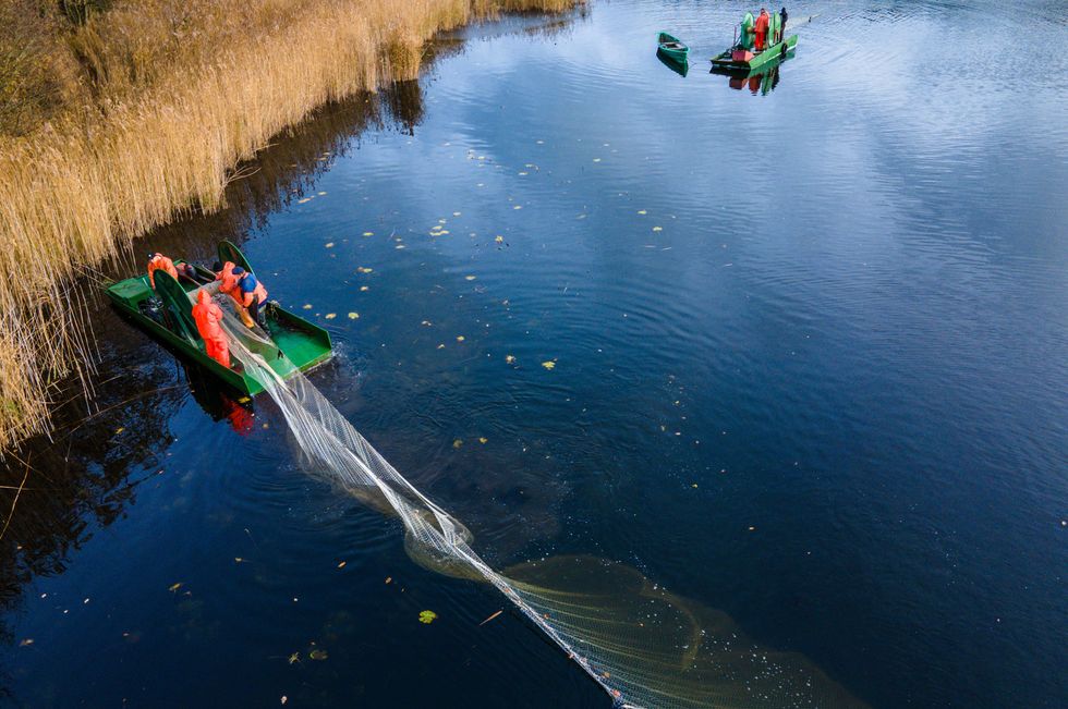 ​Carp fishing in Mecklenburg-Western Pomerania, Alt Schlagsdorf, Nov. 19, 2022.