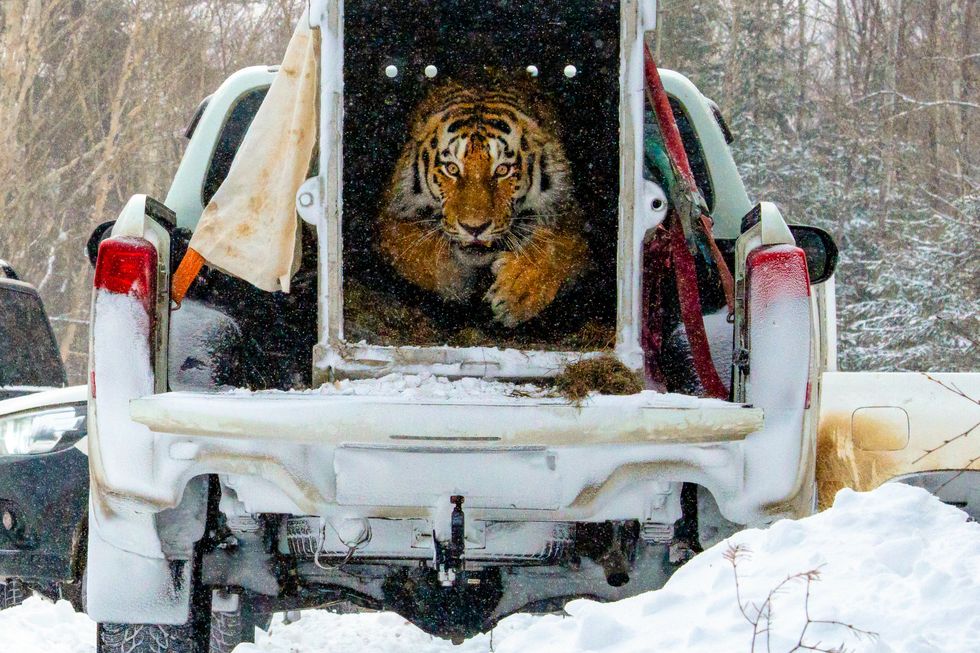 Release the Siberian tiger!