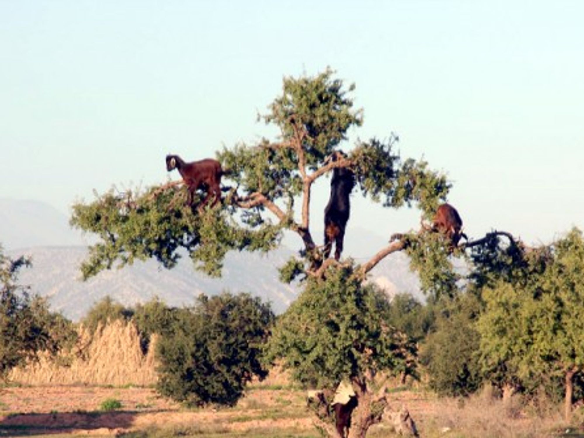11 Animals In Unlikely Places