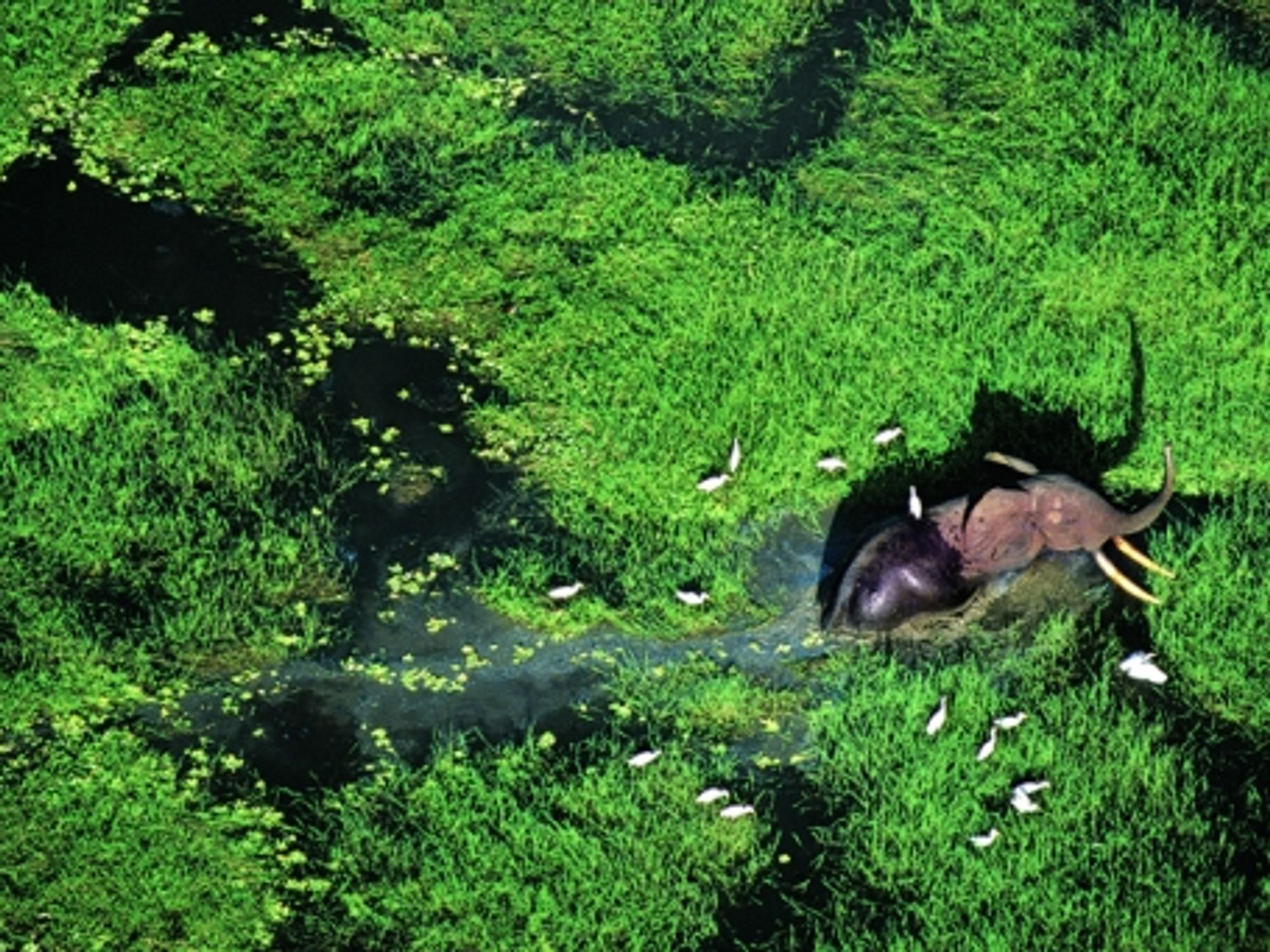 12,000 of the region's 25,000 elephants have already been decimated