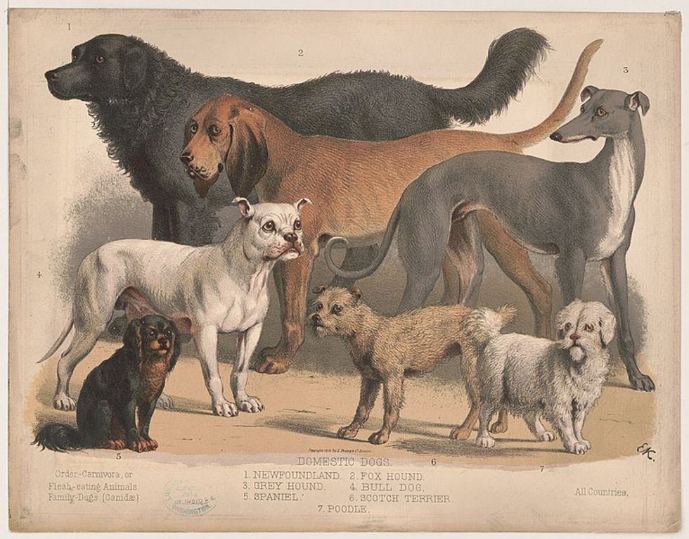 1874 diagram of domestic dogs