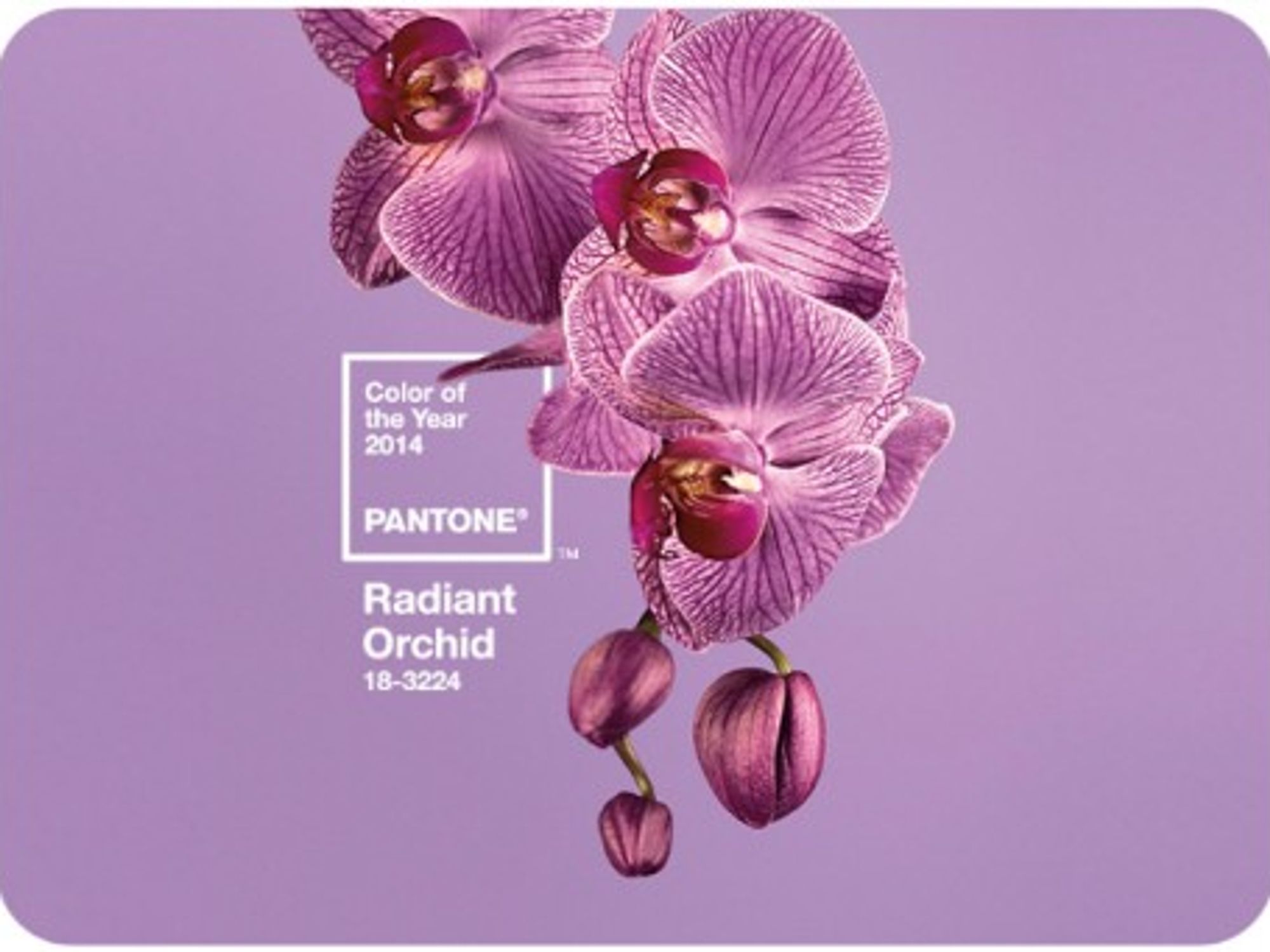 2014 Color of the Year: Radiant Orchid