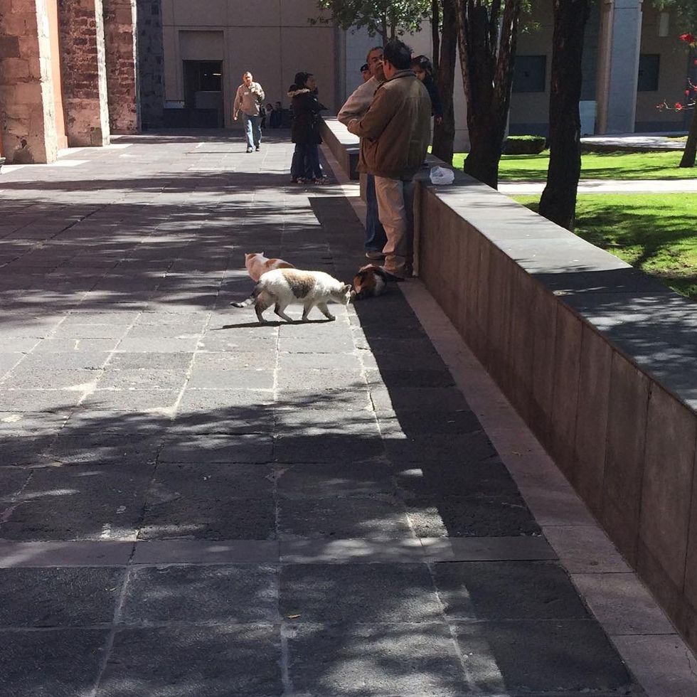 3 cats and tourist at Mexico National Palace.