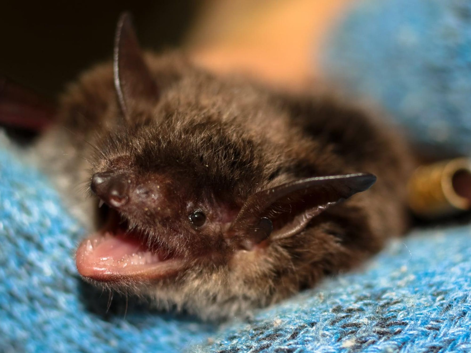 A bat on a blanket