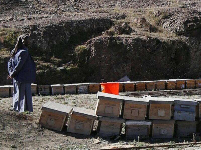 A beekeeper in Yemen in January