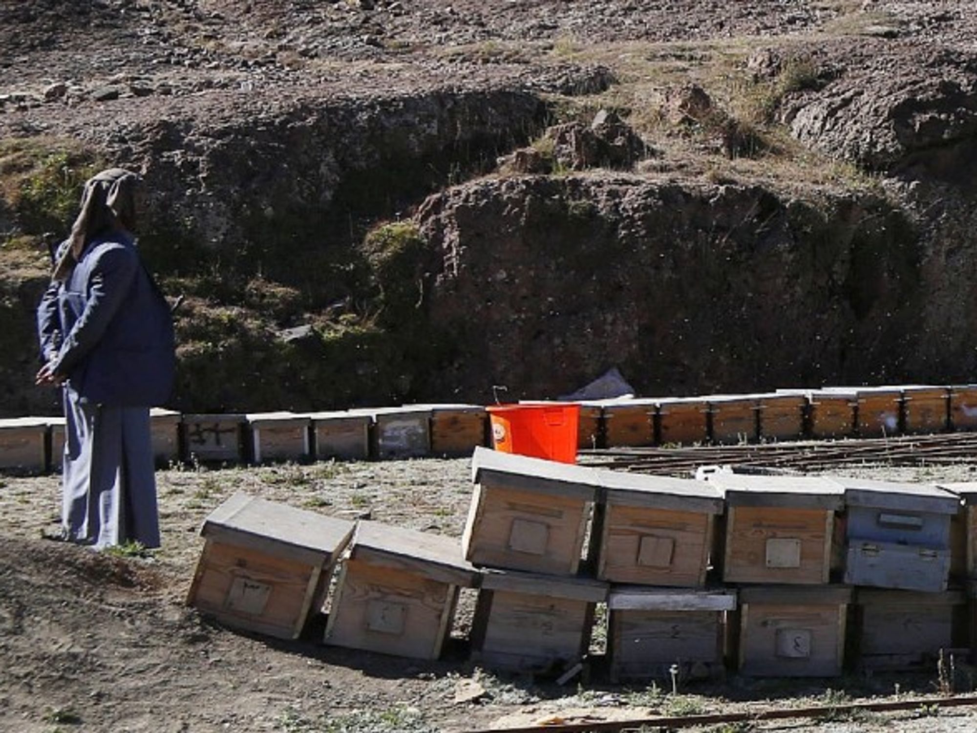 A beekeeper in Yemen in January
