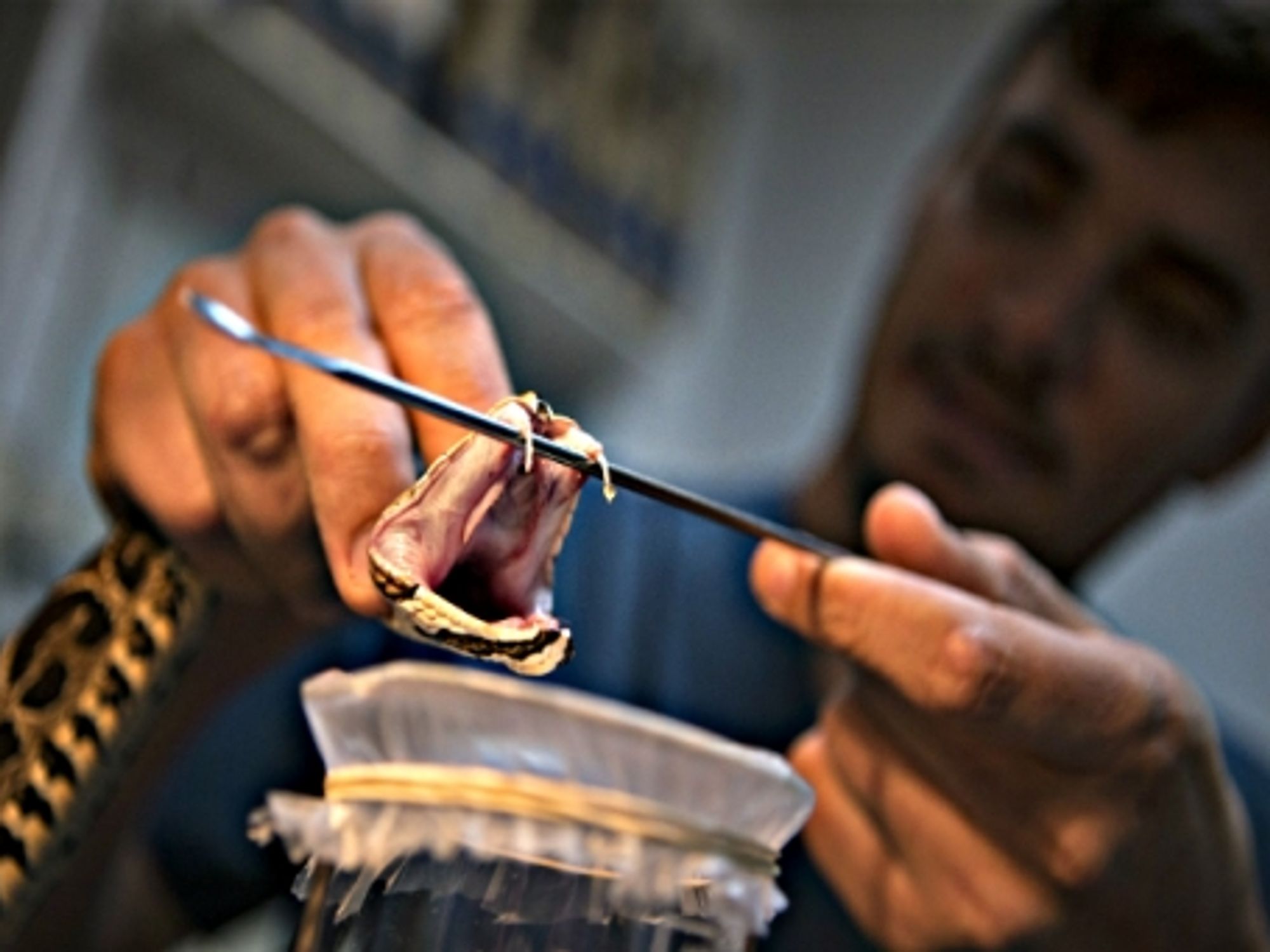 A biologist shows a drop of venom that comes from the fangs of a ''Yarara'' snake in Buenos Aires, Argentina.