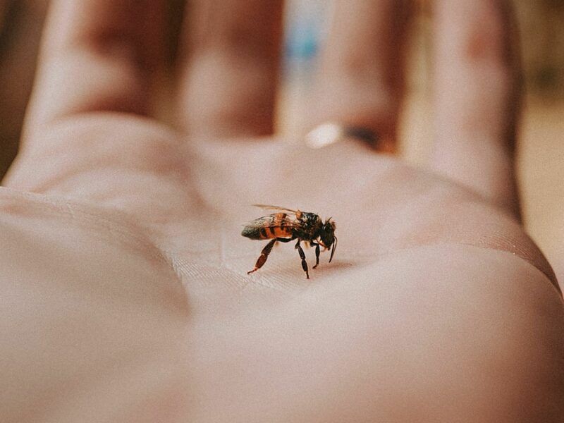 A black and brown bee resting on a pale hand