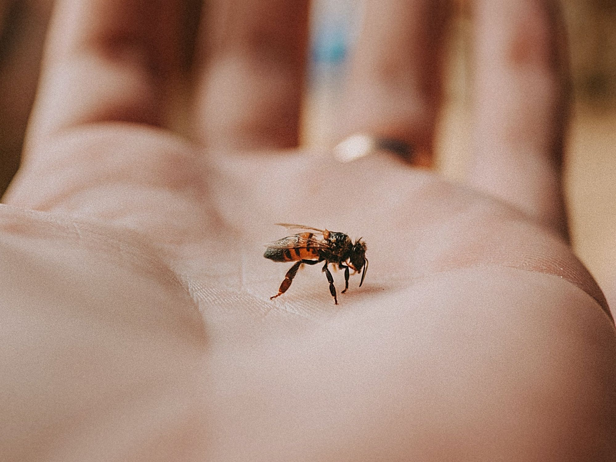 A black and brown bee resting on a pale hand