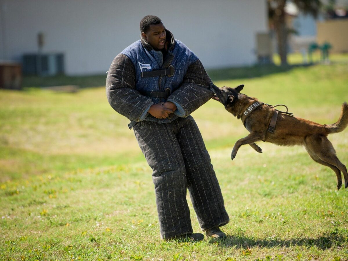 A black man in a padded suit is bitten by a military working dog