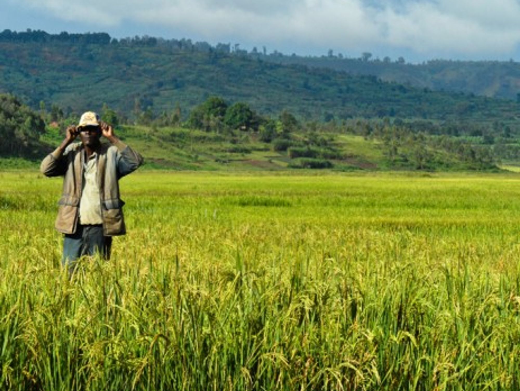 A Burundi rice farmer