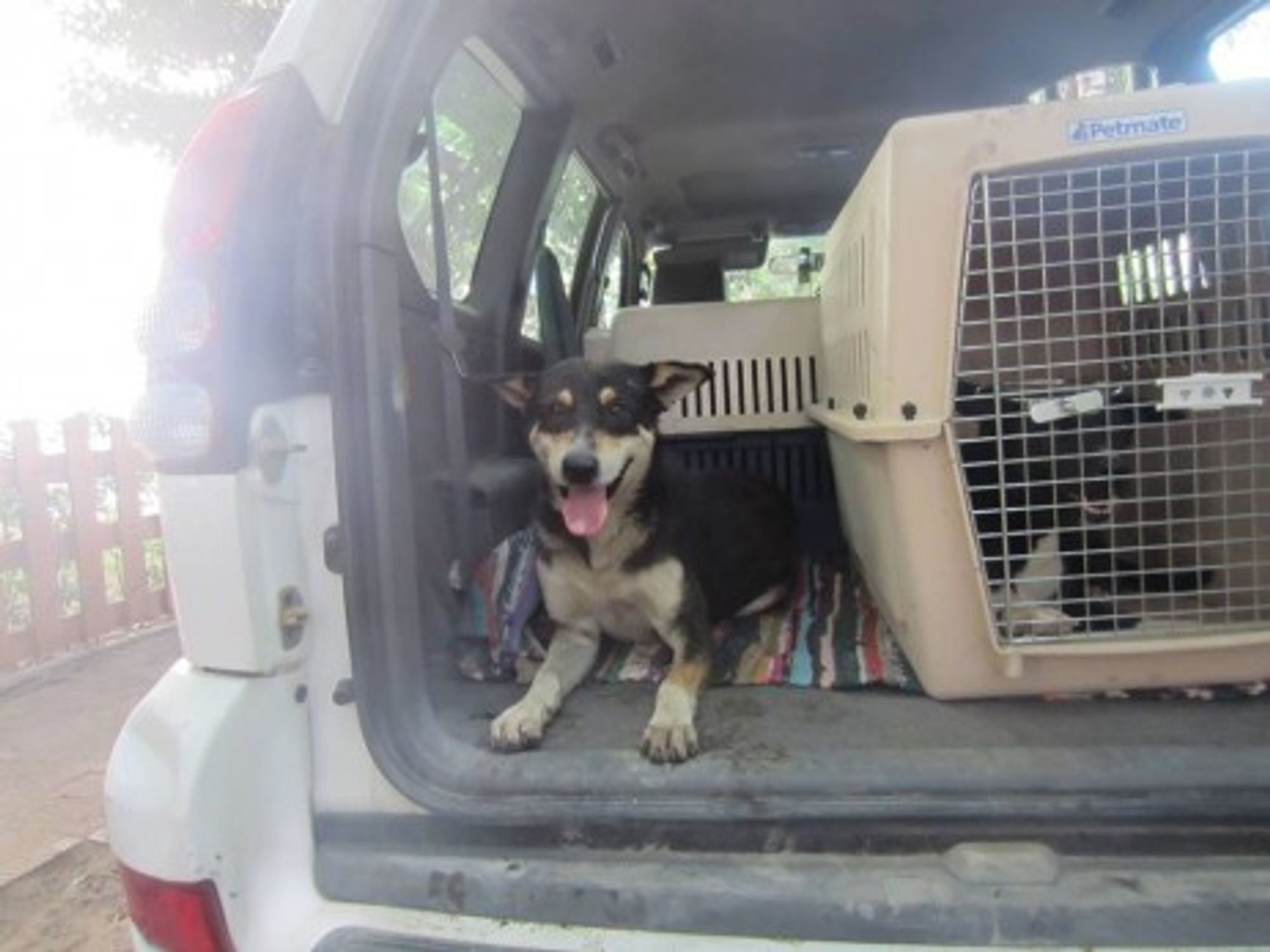 A Case For Animal Welfare In Egypt