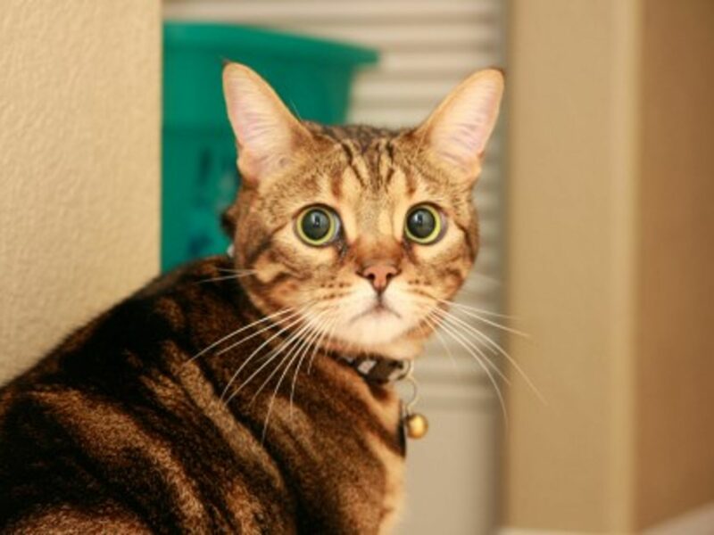 A Catsitter's Morbid Dilemma: She Put It In The Freezer