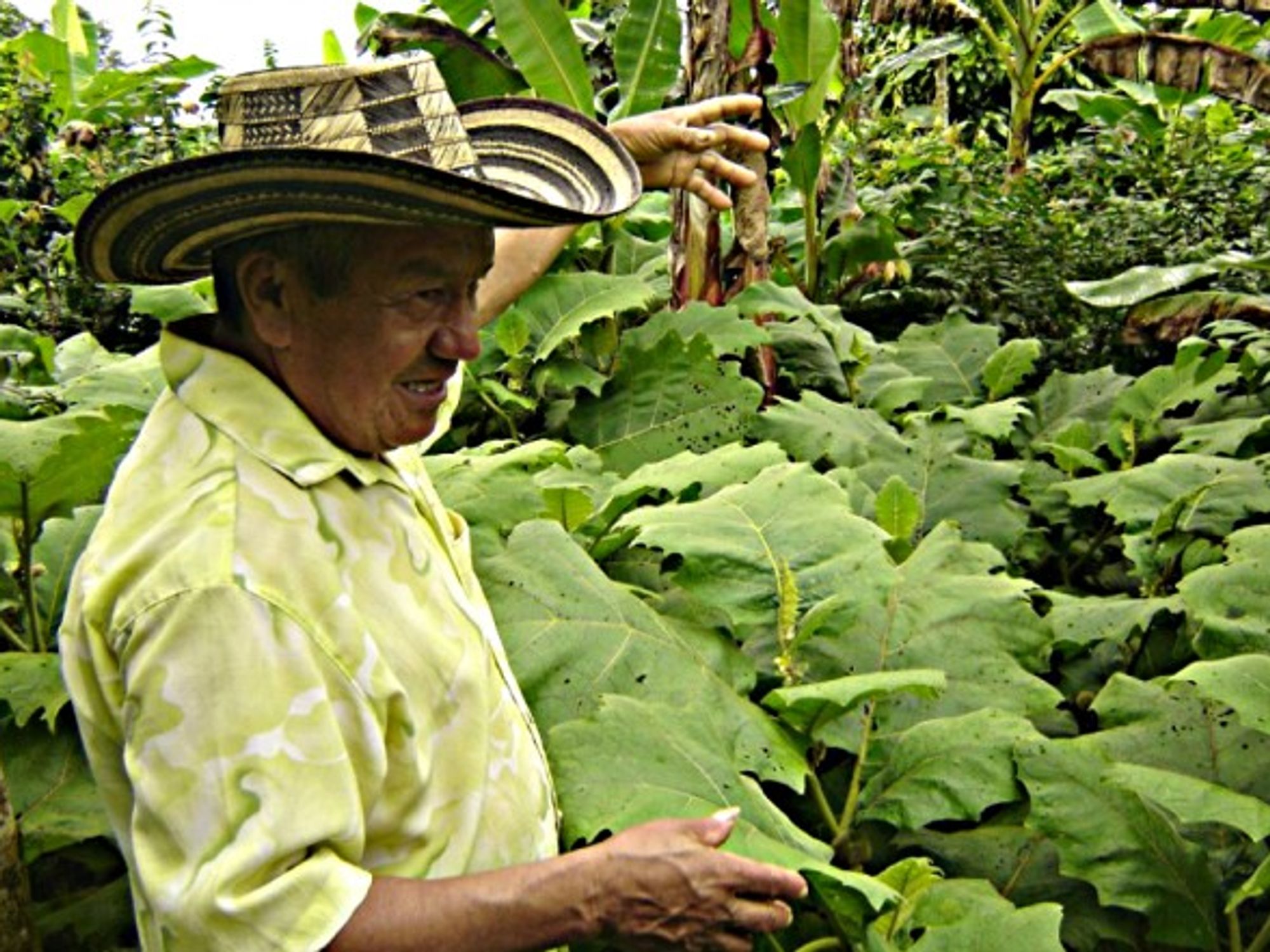 A coconut plantation in Bogota, Colombia