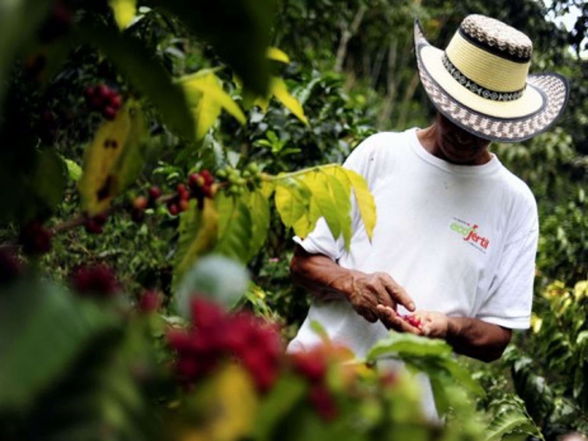 A coffee farmer inspects his crop in Colombia's southwestern Cauca department