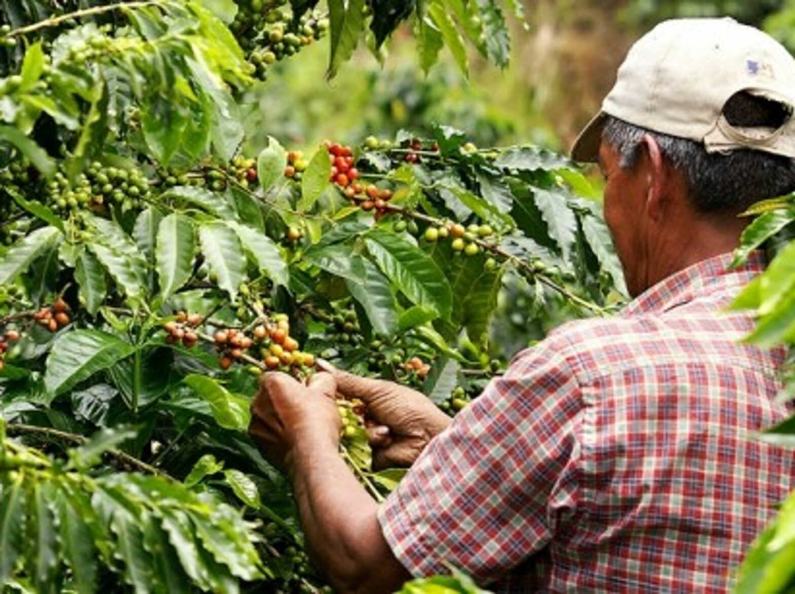 A coffee harvester in Colombia