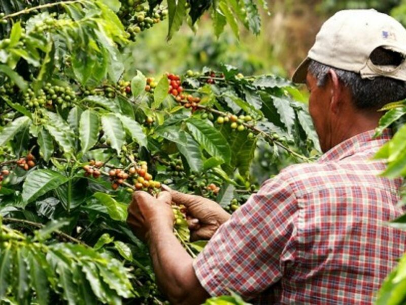 A coffee harvester in Colombia
