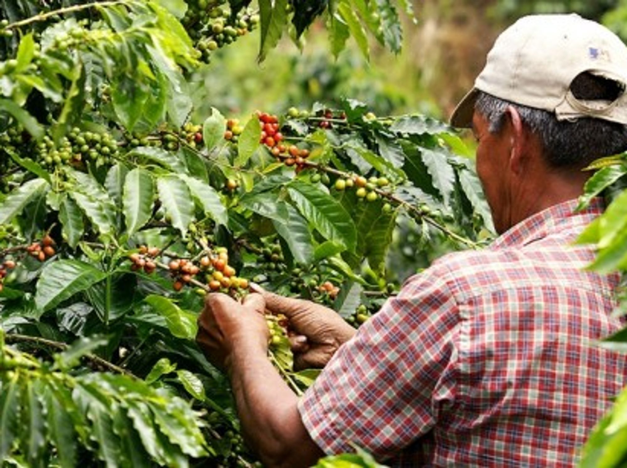 A coffee harvester in Colombia