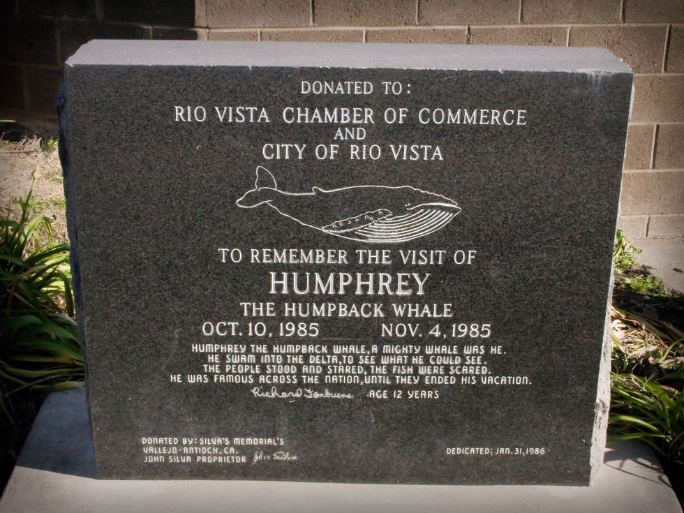 A commemorative plaque for Humphrey, a whale that got lost in the Sacramento River back in 1985.