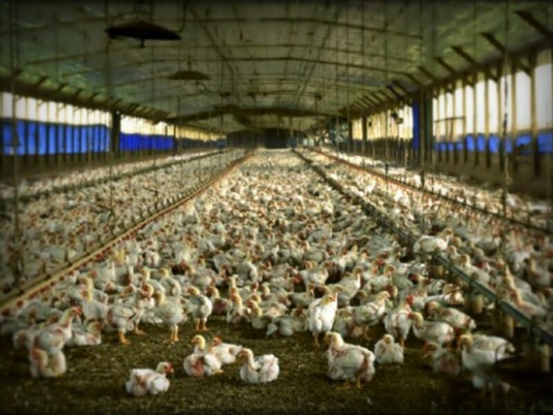 A commercial meat chicken production house