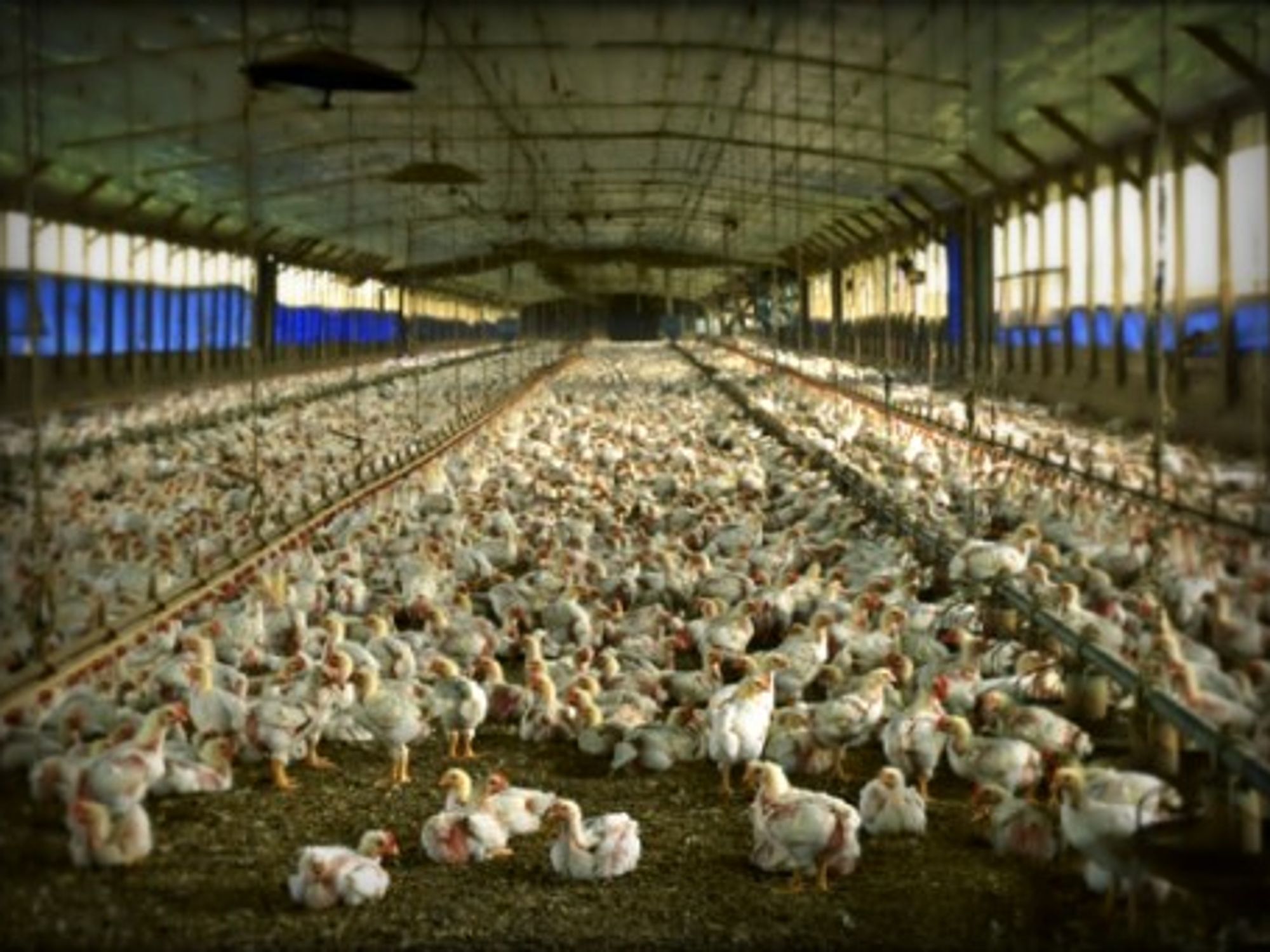 A commercial meat chicken production house
