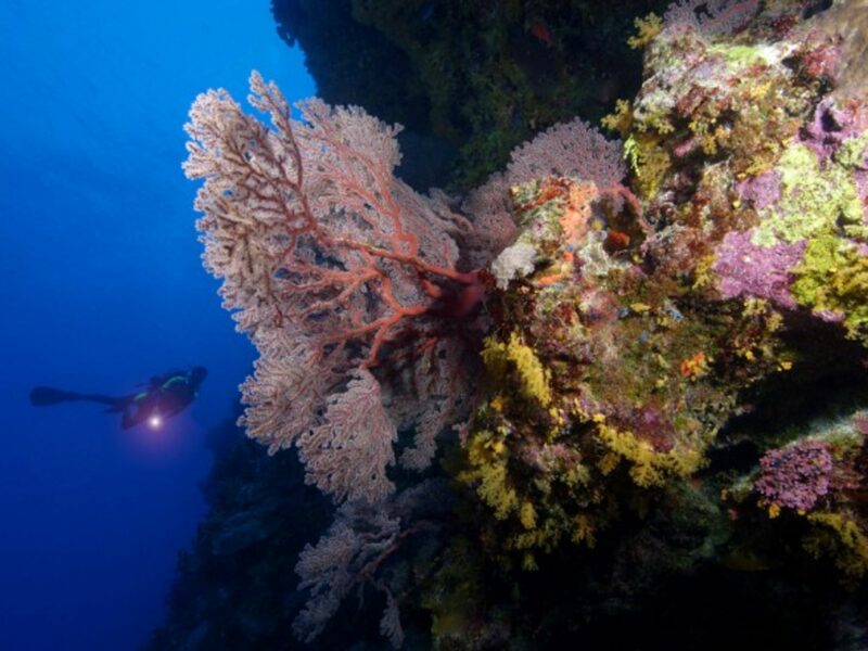 A deep dive near Australia's endangered Great Barrier Reef