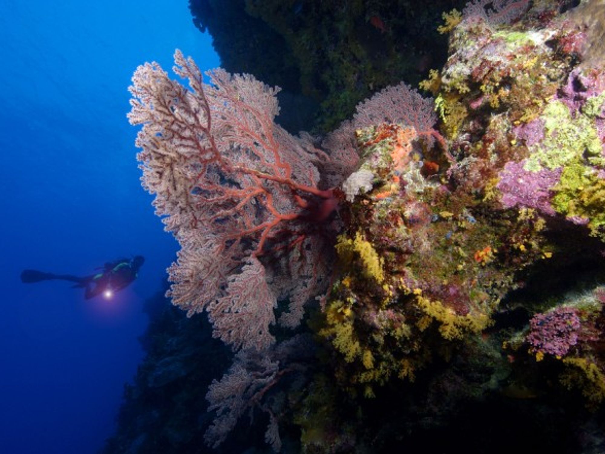 A deep dive near Australia's endangered Great Barrier Reef