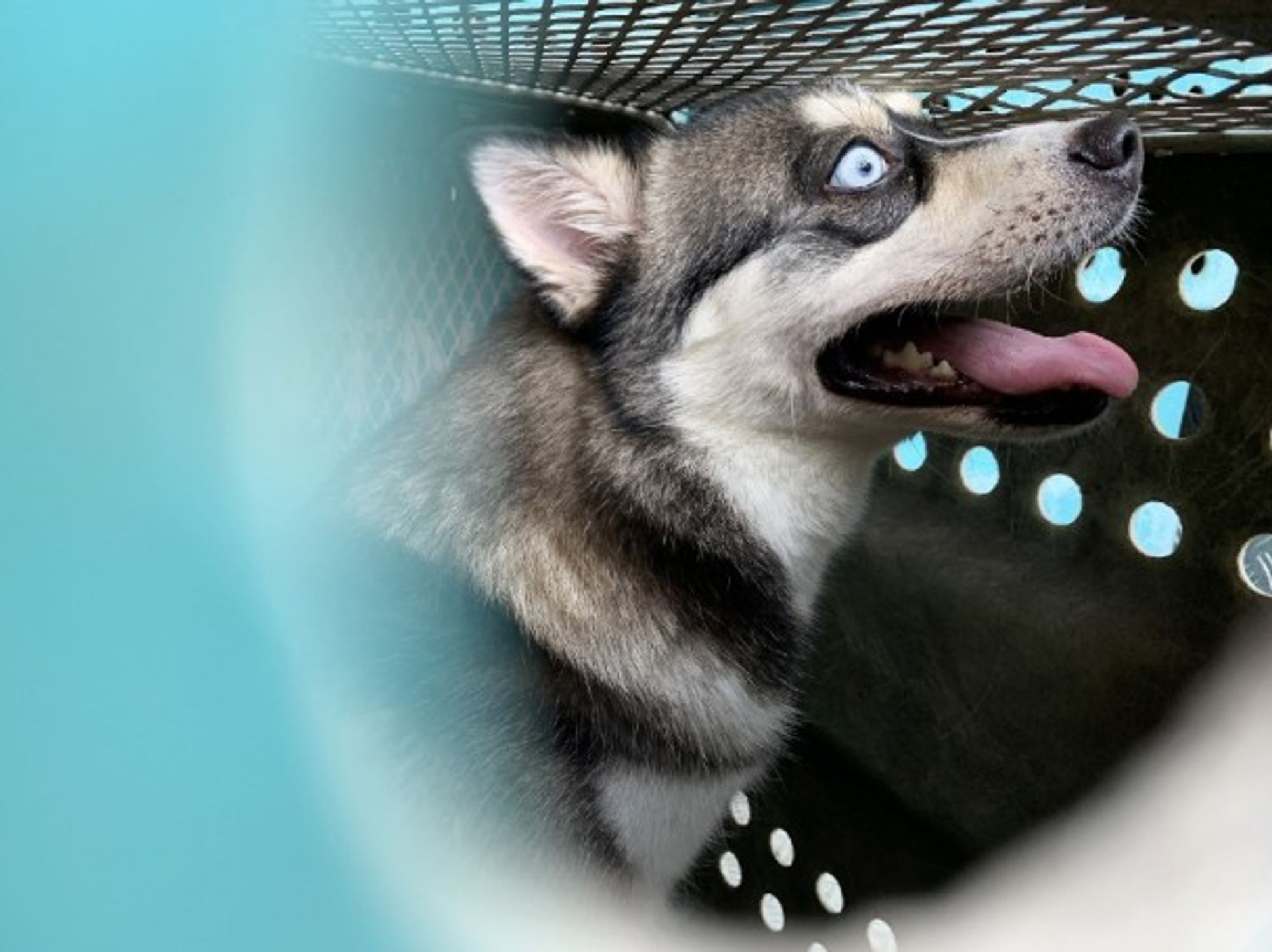 A dog rescued in Hong Kong, in August 2020.
