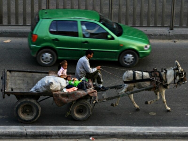 A donkey cart in Cairo