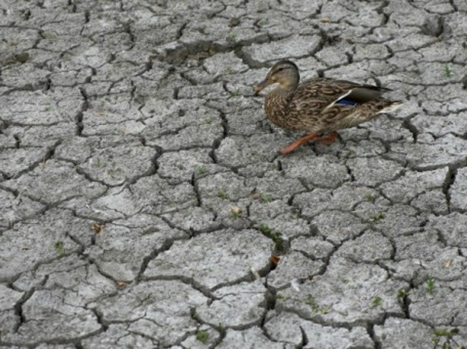 A duck walks across dried mud near a pond in Oregon.