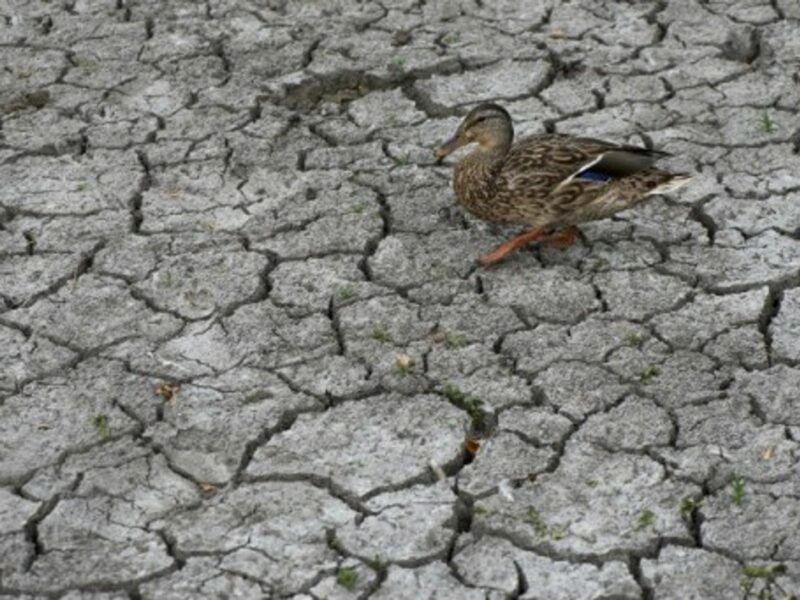 A duck walks across dried mud near a pond in Oregon.