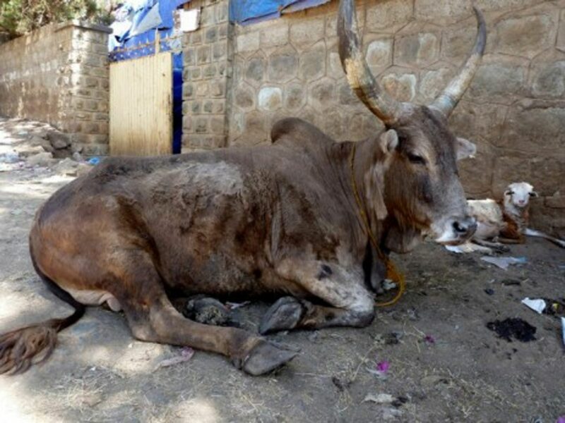 A Ethiopian bovine in Addis Abeba (Ben Witte)