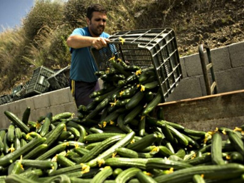 A farmer dumps boxes of cucumbers in a greenhouse in Algarrobo, Spain, in June 2011.