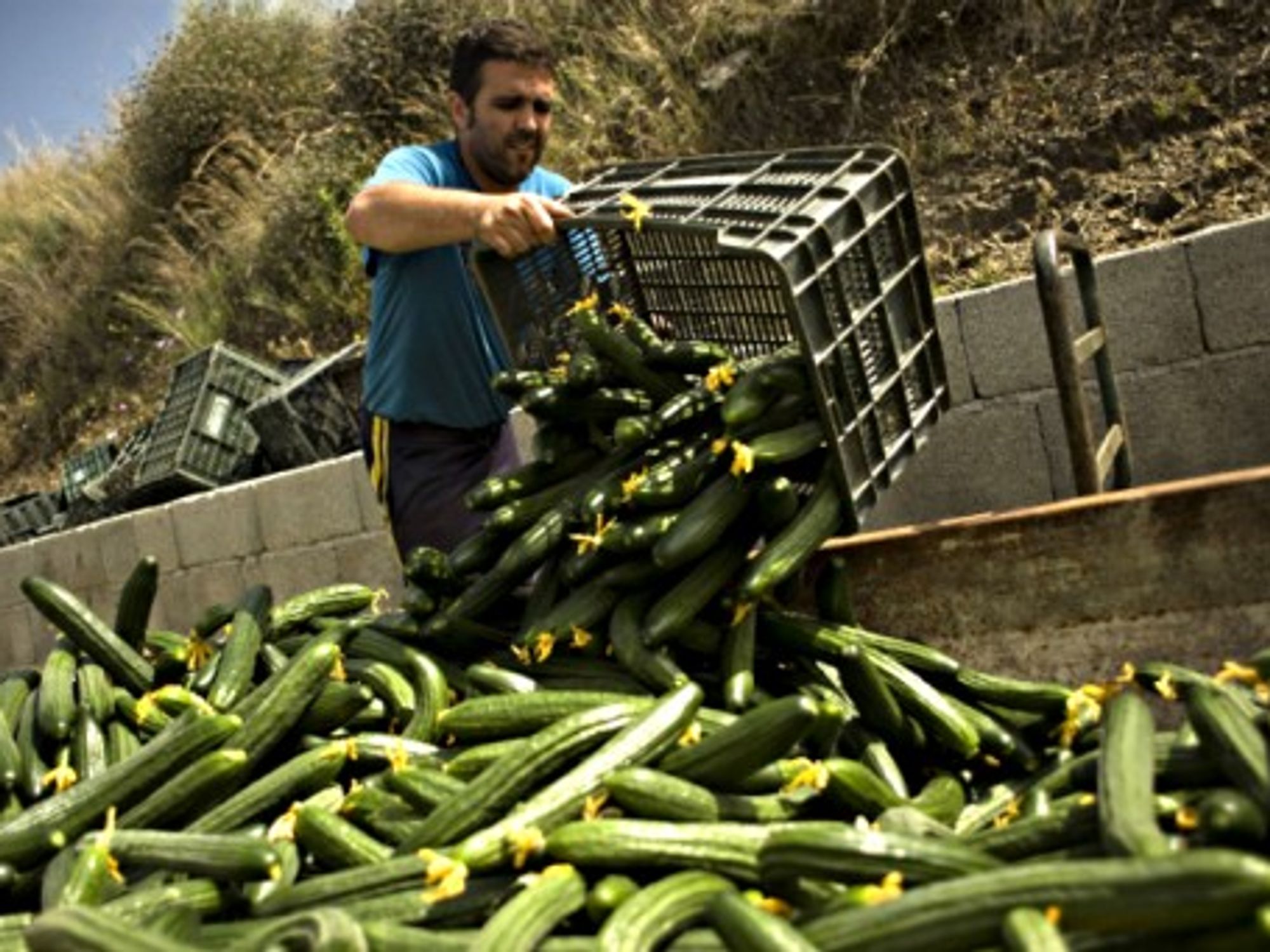 A farmer dumps boxes of cucumbers in a greenhouse in Algarrobo, Spain, in June 2011.