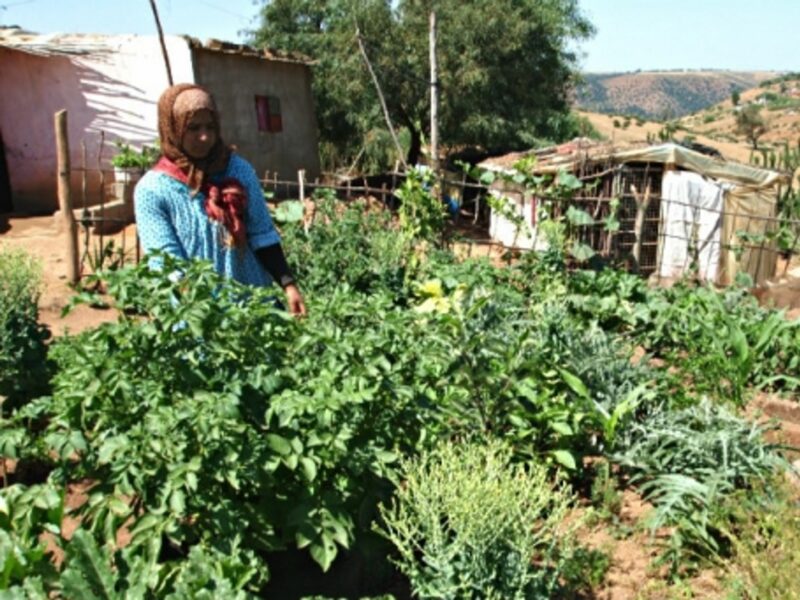 A farmer looks over her crops in Lambarkien