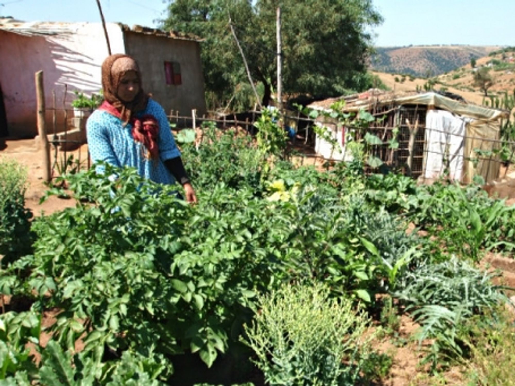 A farmer looks over her crops in Lambarkien