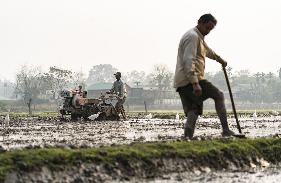 A farmer using hand tractor to plough an agricultural field at Mayong village in Morigaon, India on 6 February 2025