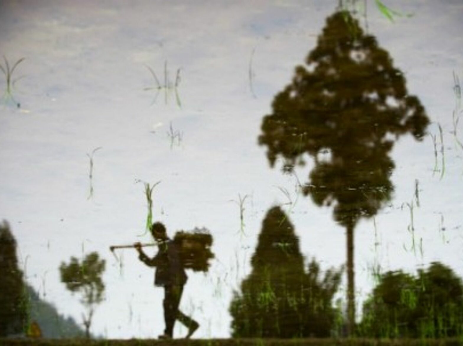 A farmer walks along a paddy field, as China enters plowing season.