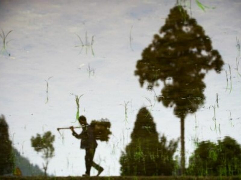 A farmer walks along a paddy field, as China enters plowing season.