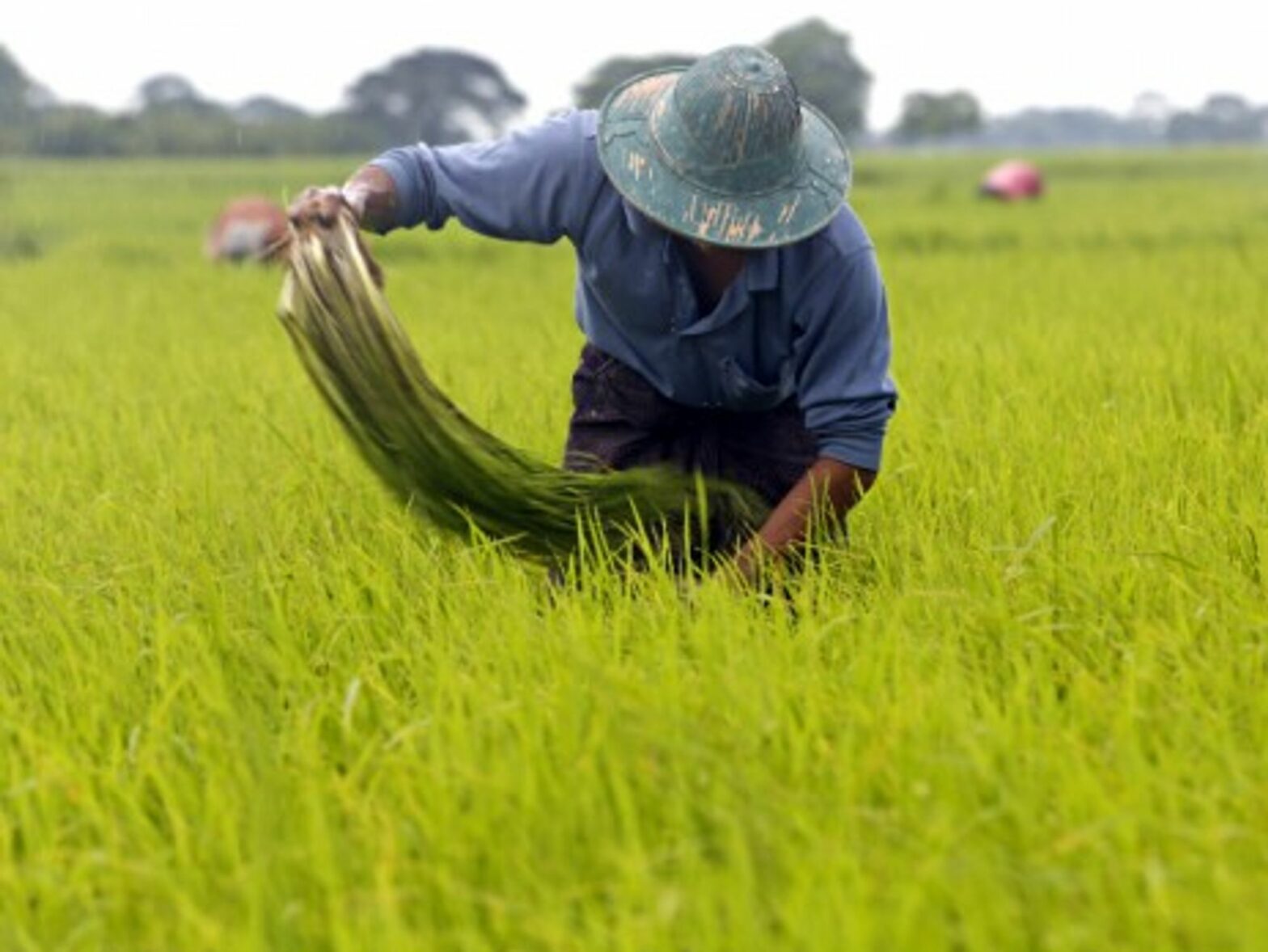 A farmer working at a paddy field