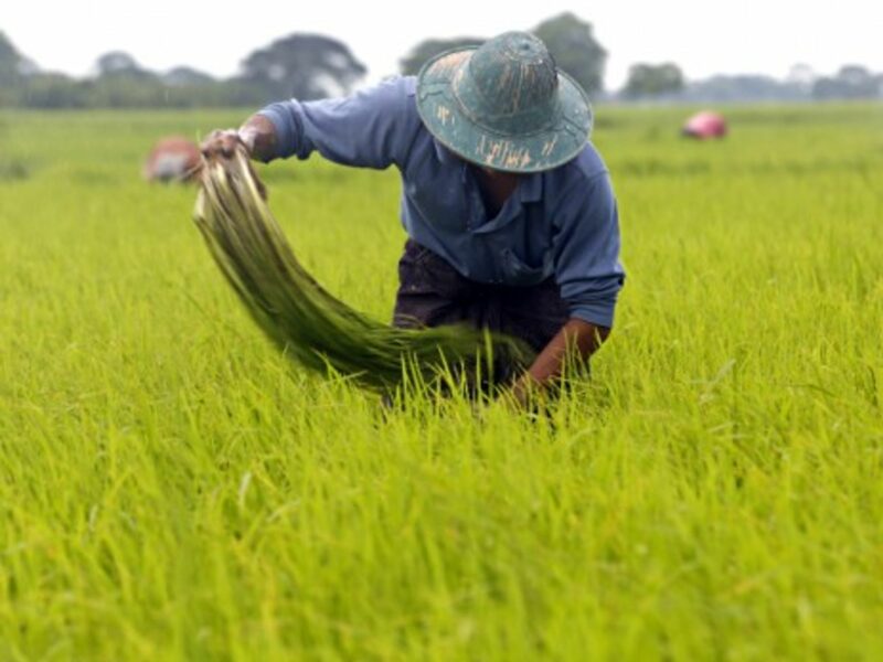 A farmer working at a paddy field