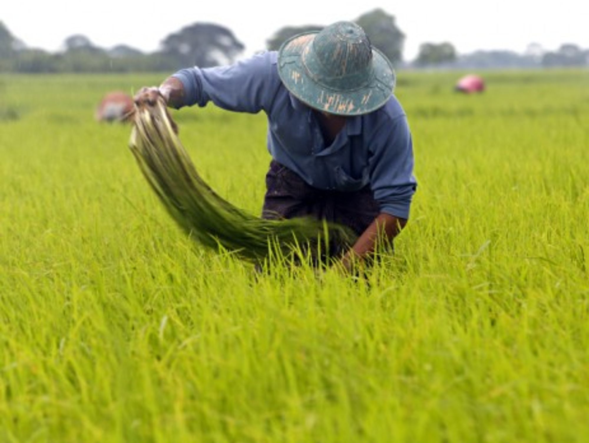 A farmer working at a paddy field