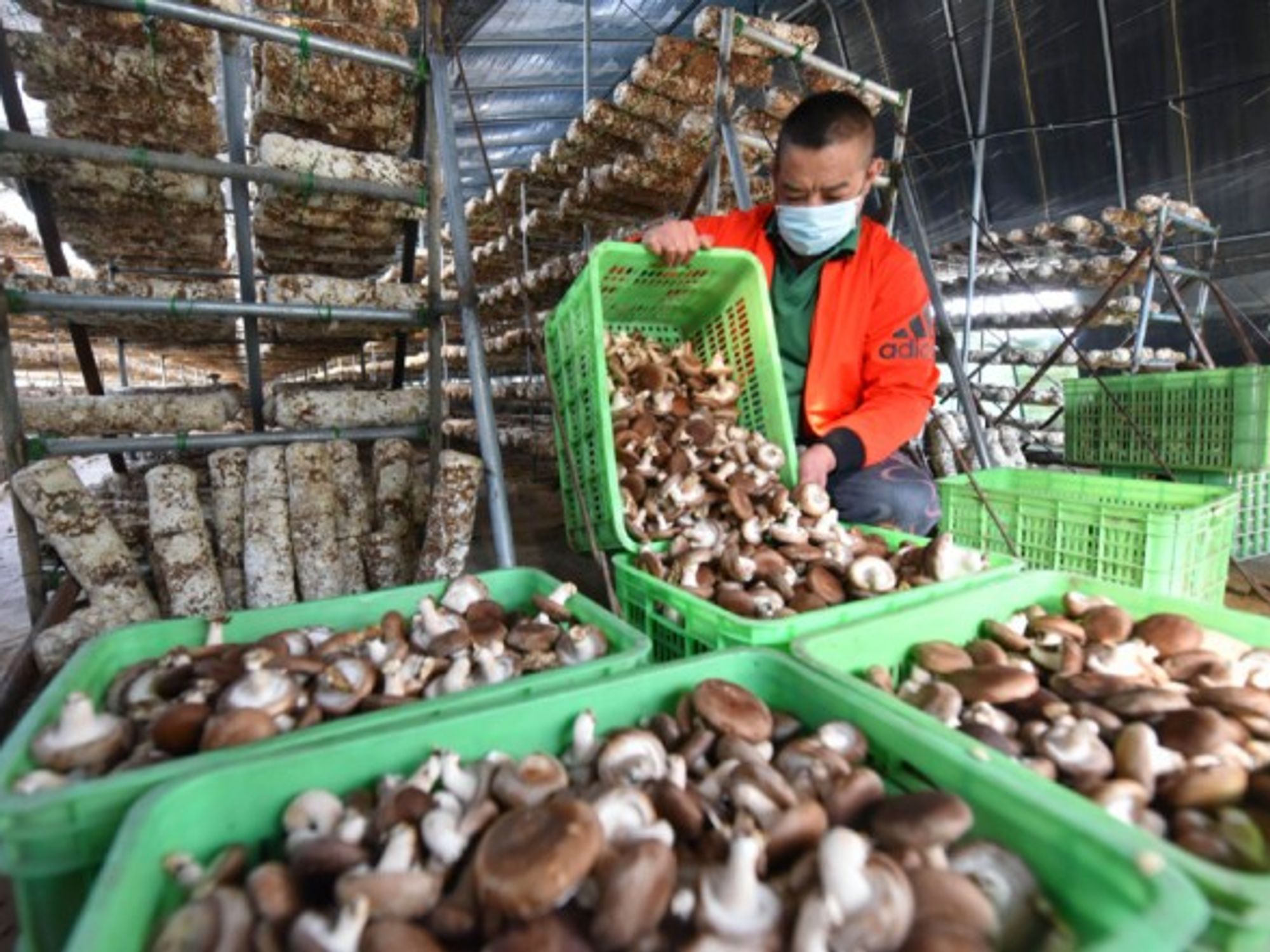 A farmer works at a greenhouse of a mushroom agricultural base in north China's Hebei Province.