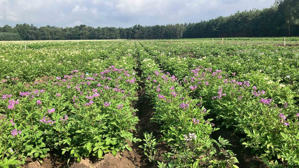 A field near Angeren, Netherlands, where Solynta tests various new varieties of hybrid potatoes.