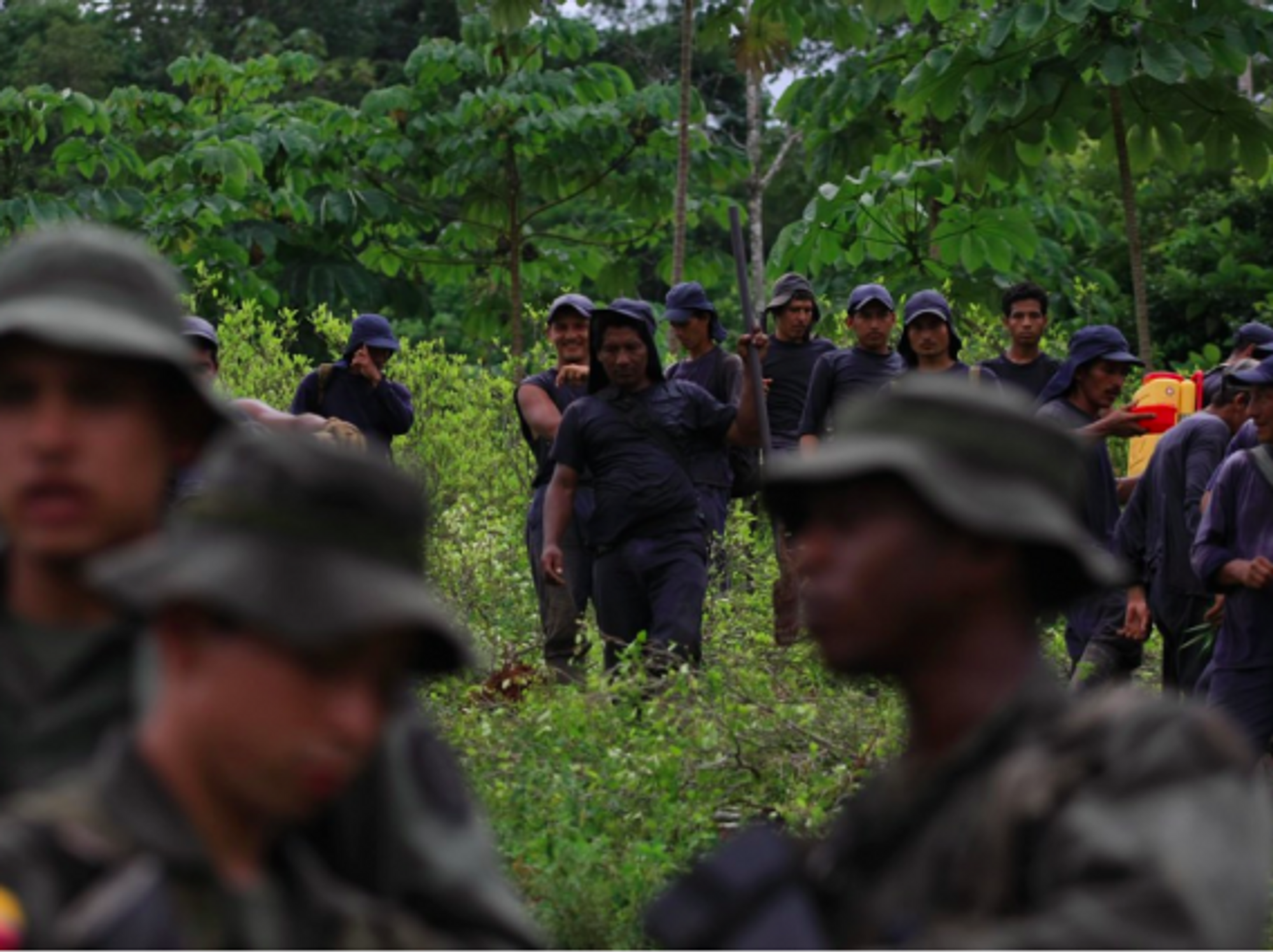 A file photo of a coca eradication raid in Colombia