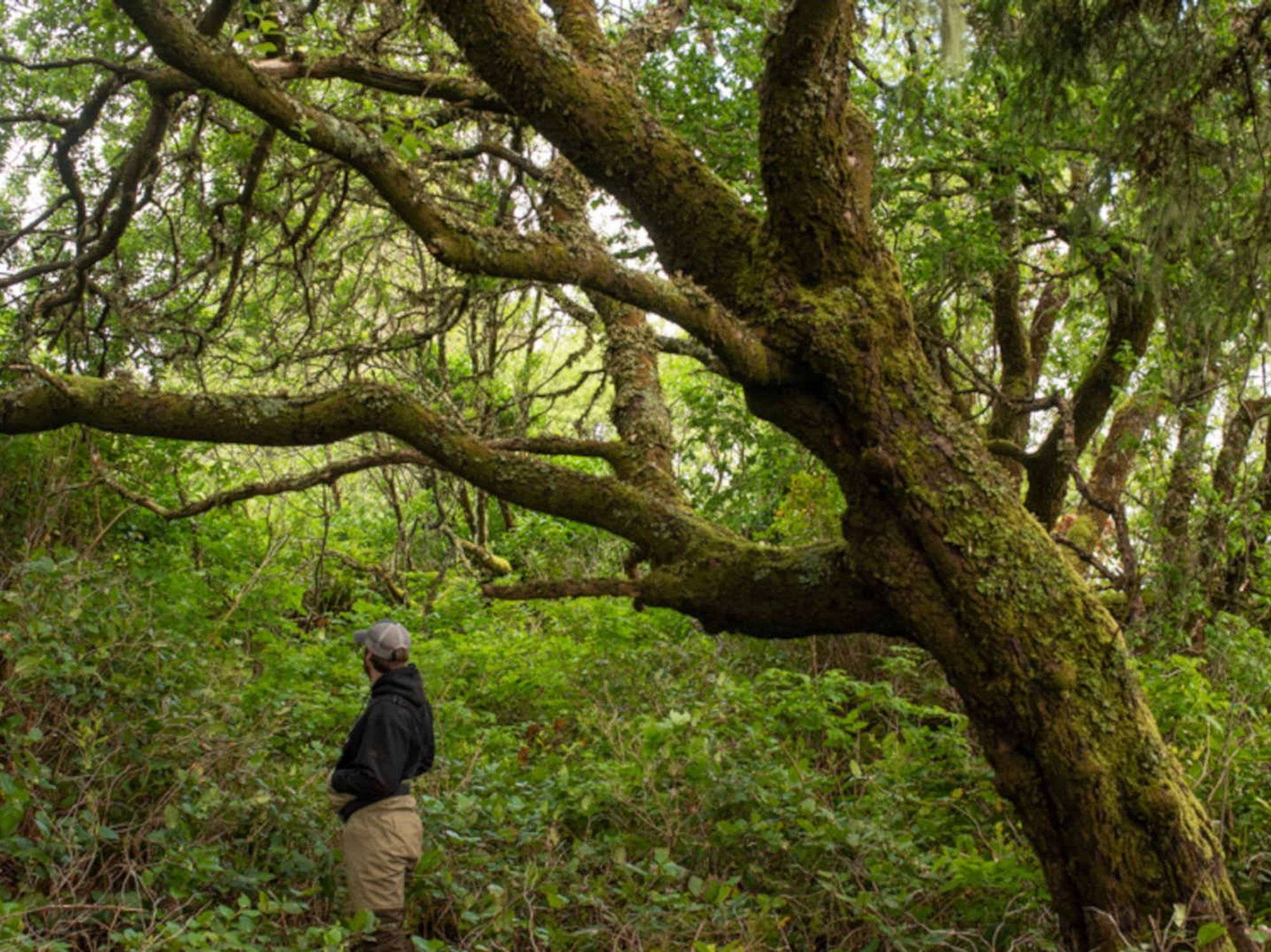 A forest garden orchard in Nuchatlaht territory, British Columbia.